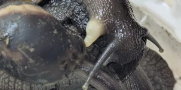 Costa Rica alerta por brote de caracol gigante africano que amenaza las exportaciones agrícolas