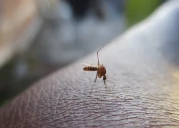 Más de 64 mil casos de dengue en Centroamérica en 2025, aunque la región muestra una baja del 70 %