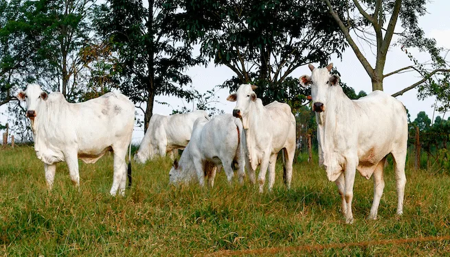 Costa Rica reporta 1.4 millones de reses y 430 mil cerdos
