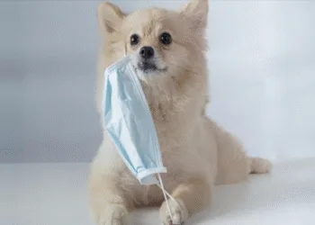 Perros rurales en Guatemala estuvieron expuestos a COVID-19 durante la ola de Ómicron