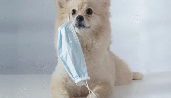 Perros rurales en Guatemala estuvieron expuestos a COVID-19 durante la ola de Ómicron