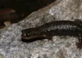 Descubren nueva salamandra dorada exclusiva del Parque Chirripó en Costa Rica