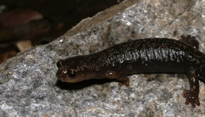 Descubren nueva salamandra dorada exclusiva del Parque Chirripó en Costa Rica