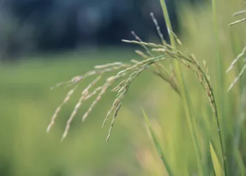 Panamá importará semilla de arroz desde Colombia para rescatar su producción nacional