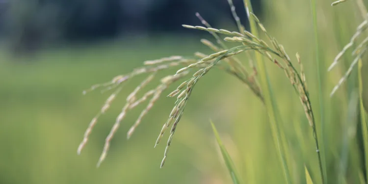 Panamá importará semilla de arroz desde Colombia para rescatar su producción nacional