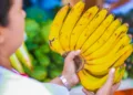 OIRSA advierte alto riesgo regional por hongo que amenaza la producción de banano y plátano