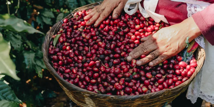 El precio del café alcanza su nivel más alto desde abril por temor a escasez en EE UU