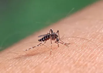 El mosquito del dengue se expande en Estados Unidos por el cambio climático