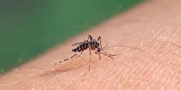 El mosquito del dengue se expande en Estados Unidos por el cambio climático