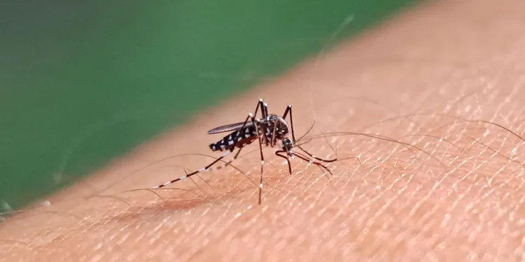 El mosquito del dengue se expande en Estados Unidos por el cambio climático