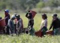 Más de 3.5 millones de inmigrantes irregulares en Estados Unidos son centroamericanos
