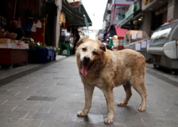Turquía mantiene su ley que permite sacrificar perros callejeros pese a protestas internacionales