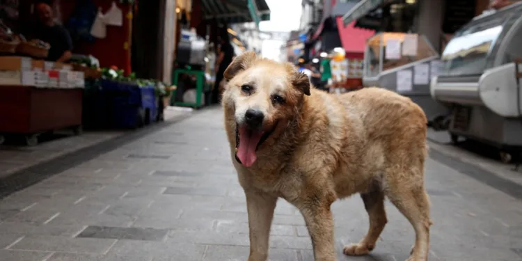 Turquía mantiene su ley que permite sacrificar perros callejeros pese a protestas internacionales