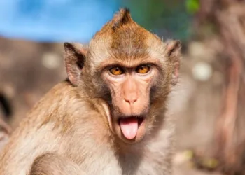 Esto es lo que se sabe del mono infectado con covid, hepatitis y herpes, que escapó tras un accidente en Estados Unidos