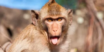 Esto es lo que se sabe del mono infectado con covid, hepatitis y herpes, que escapó tras un accidente en Estados Unidos