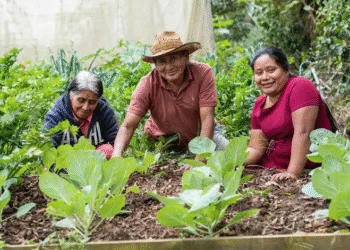 Fews Net prevé que más de 1.5 millones guatemaltecos necesitarán ayuda urgente en 2026 