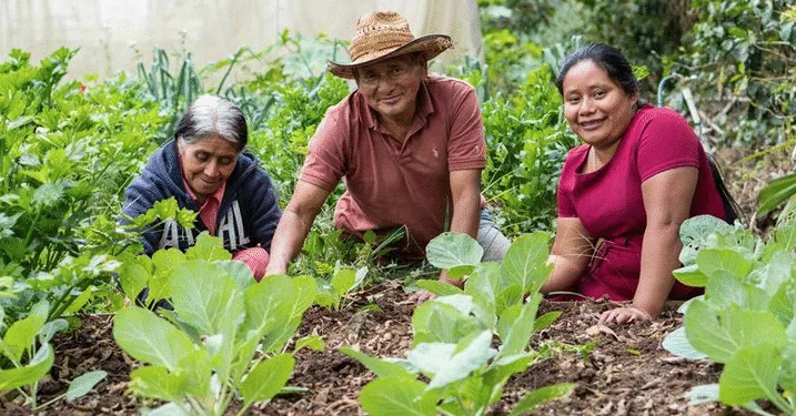 Fews Net prevé que más de 1.5 millones guatemaltecos necesitarán ayuda urgente en 2026 