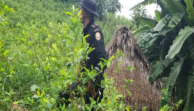 Guatemala destruye más de cinco millones de plantas de cultivos ilícitos