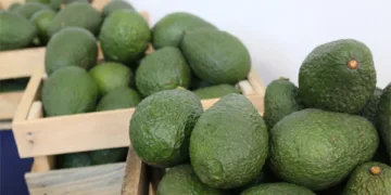 Guatemala proyecta $5,226 millones en exportaciones agrícolas y apunta a conquistar 47 mercados