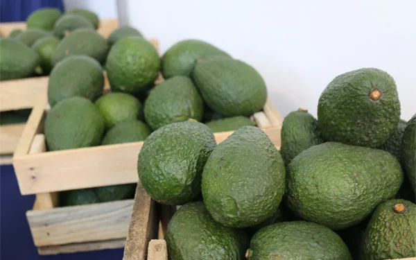 Guatemala proyecta $5,226 millones en exportaciones agrícolas y apunta a conquistar 47 mercados