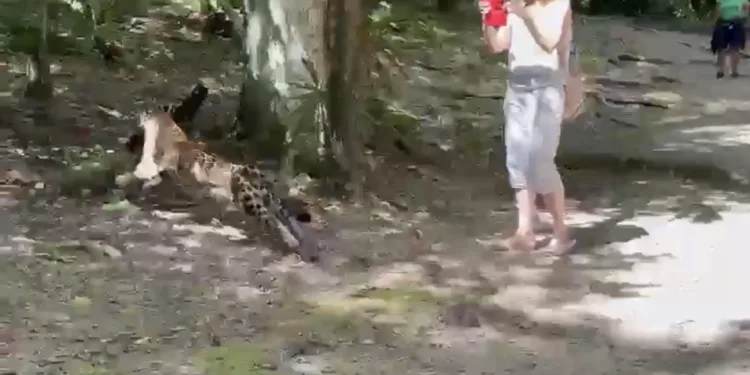 Jaguar sorprende a turistas en Tikal, Guatemala, al cazar un coatí frente a sus ojos