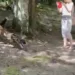 Jaguar sorprende a turistas en Tikal, Guatemala, al cazar un coatí frente a sus ojos