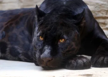 Rescatan en Guatemala a un jaguar melánico tras una semana de intensa búsqueda por el riesgo para la comunidad