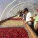 Las exportaciones de café hondureño inician la cosecha 2025-2026 con un crecimiento del 127 %