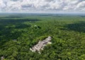 Bosques de Centroamérica, clave para la migración de aves sufren pérdidas críticas en Guatemala, Honduras y Nicaragua