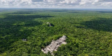 Bosques de Centroamérica, clave para la migración de aves: estudio alerta por pérdidas críticas en Guatemala, Honduras y Nicaragua