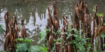 El cambio climático amenaza con reducir drásticamente el ingreso de los centroamericanos para 2050