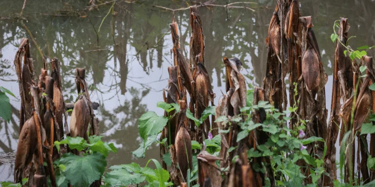 El cambio climático amenaza con reducir drásticamente el ingreso de los centroamericanos para 2050