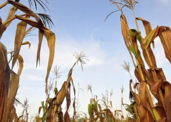 Cambio climático pone en riesgo alimentos, salud y energía en Centroamérica, advierte CEPAL