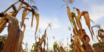 Cambio climático pone en riesgo alimentos, salud y energía en Centroamérica, advierte CEPAL
