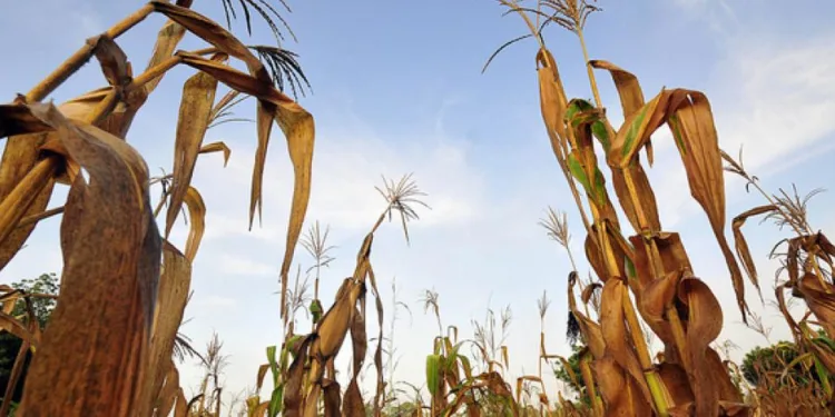 Cambio climático pone en riesgo alimentos, salud y energía en Centroamérica, advierte CEPAL