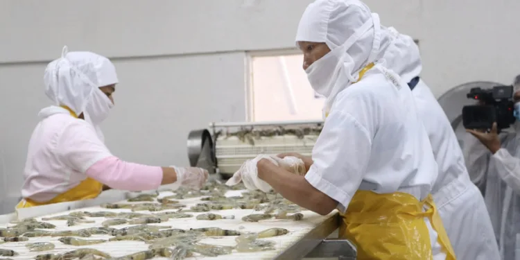 Exportaciones de Panamá crecerán en 2025 y superarán los $1,300 millones pese a crisis bananera