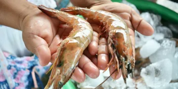 Taiwán aumenta importación de camarón blanco guatemalteco con un crecimiento del 76% entre enero y octubre de 2025