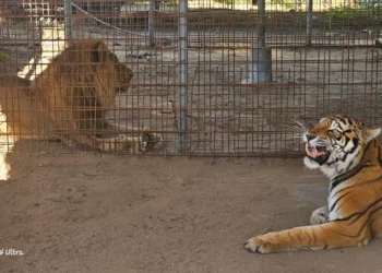 Rescatan tigre y león en Guatemala durante operativo ambiental en El Progreso