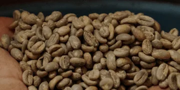 Exportaciones de Guatemala superan los $11,800 millones, ya alcanzan el 77 % de la meta de 2025