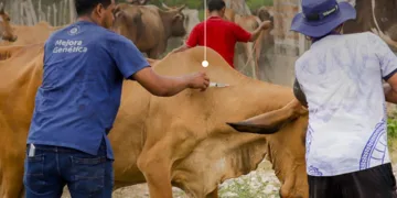 Centroamérica coordina respuesta regional para frenar el avance del gusano barrenador del ganado