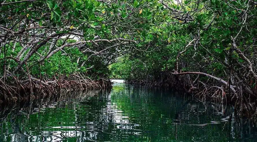 manglares de Nicaragua