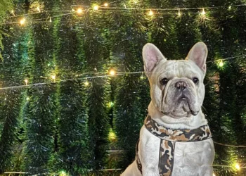 Costa Rica fija nuevas reglas para crianza y venta de perros y gatos