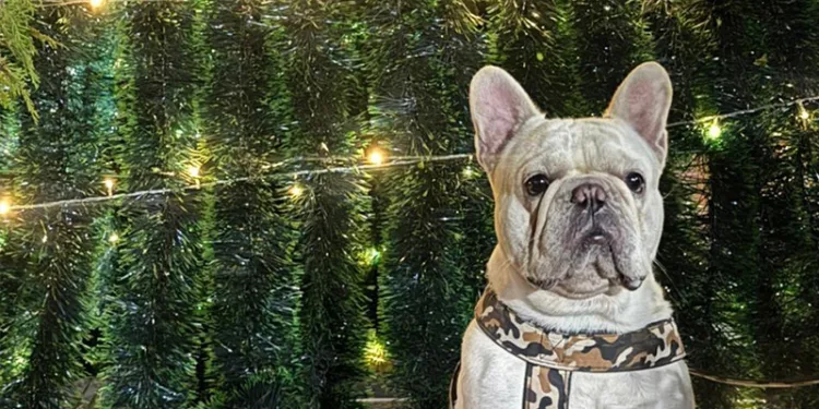 Costa Rica fija nuevas reglas para crianza y venta de perros y gatos