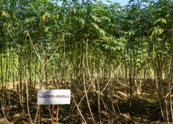 El Salvador incorporará nuevas semillas resistentes al cambio climático en la siembra de 2026