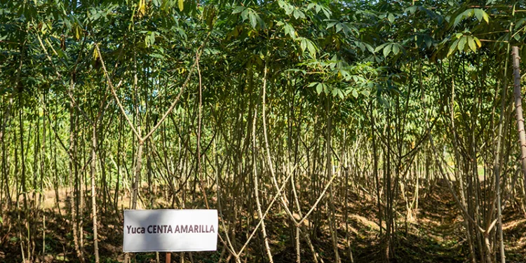 El Salvador incorporará nuevas semillas resistentes al cambio climático en la siembra de 2026