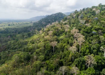 Los árboles tropicales de Panamá obligados a alargar sus raíces por sequías, según estudio