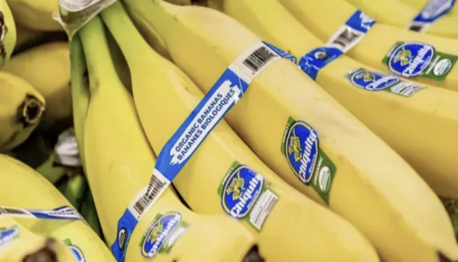 Chiquita retoma producción de banano en Panamá tras conflicto laboral del año pasado