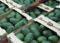 El aguacate Hass de Guatemala ya se vende en Taiwán