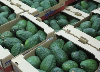 El aguacate Hass de Guatemala ya se vende en Taiwán