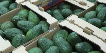 El aguacate Hass de Guatemala ya se vende en Taiwán